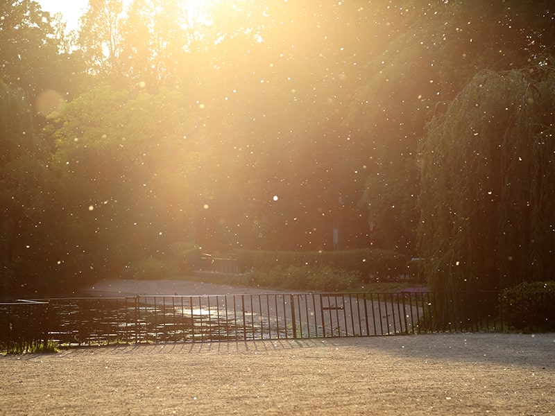 The Best Fence Materials For Dealing With Spring Pollen